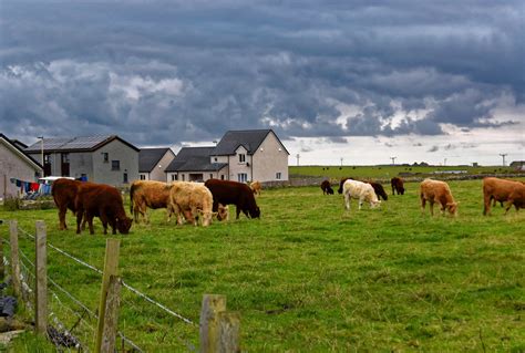 Cows In Field Free Stock Photo - Public Domain Pictures