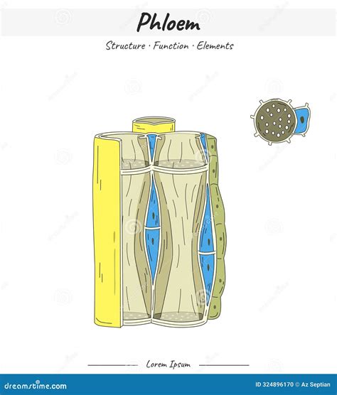 Xylem Structures And Elements Illustration With Text | CartoonDealer.com #324439762