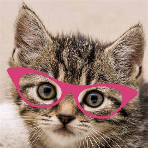 Our 9 Favorite Cat Eye Glasses - CatCon Worldwide