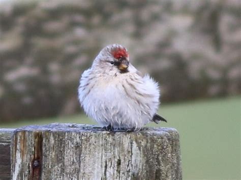 Redpoll (Common/Hoary) - eBird