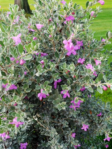 Florida Foliage Texas Sage | 1 Extra Large 3 Gallon Plant | India | Ubuy