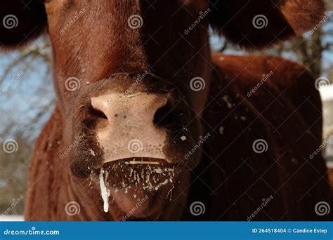 Frost on Face of Cow Closeup Stock Photo - Image of agriculture, farm ...
