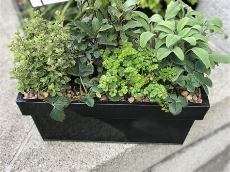17 Windowsill Herb Garden Ideas For This Year | SharonSable