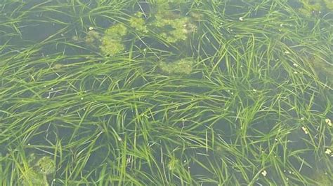 绿色的湖底植物图片-湖底茂盛的水草素材-高清图片-摄影照片-寻图免费打包下载