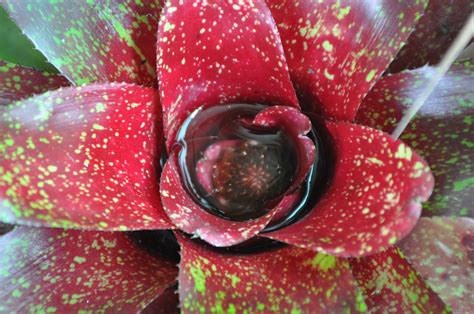 Neoregelia marmorata