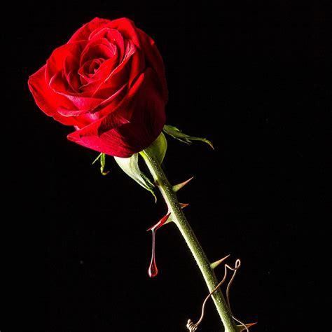 Rose/Thorn. A Woman you see once in a life time… | by Chris Toomer | Medium