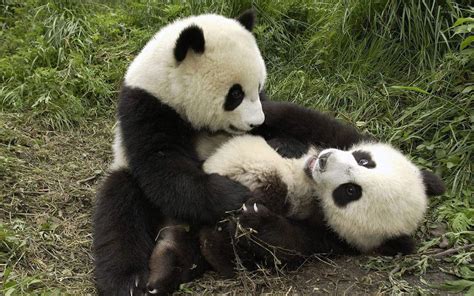 Image result for Panda Example in Python