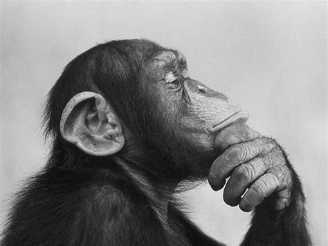 Do not give bananas to our monkey mind | Cultuur, Dieren tekenen, Dieren