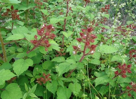 Red Raspberry Bush 的图像结果