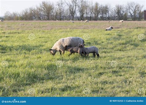 Suffolk Ewe and Two Lambs stock image. Image of mammal - 90915253