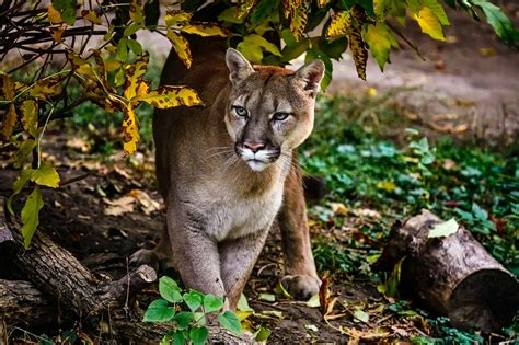Are There Mountain Lions in North Carolina? - A-Z Animals