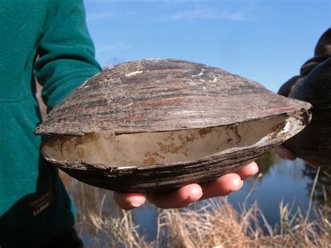 Invasive monster mussels discovered; officials say they averted an ...