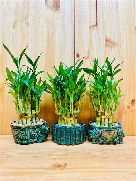 Live Lucky Bamboo Plant Two Tier Arrangements in Ceramic Vase ...