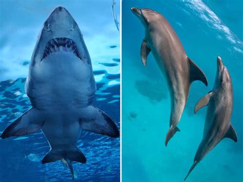 Dolphins Chase Great White Shark in Incredibly Rare and Baffling ...