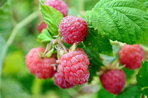 Raspberry Plant