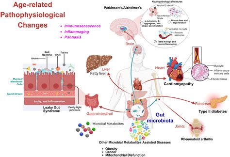 Understanding Aging through the Lense of Gut Microbiome