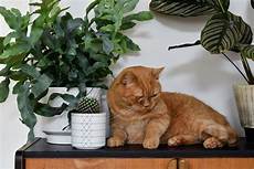 katzen von pflanzen fernhalten katzen und pflanzen in einer wohnung geht das 252 berhaupt katzen von pflanzen fernhalten katzen und pflanzen in einer wohnung geht das 252 berhaupt