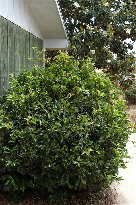Osmanthus fragrans - Kiefer Nursery: Trees, Shrubs, Perennials