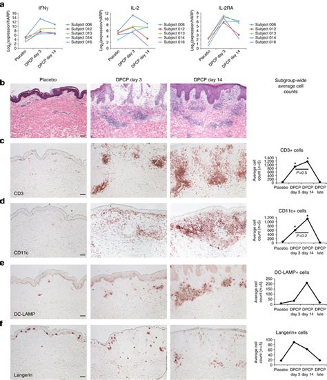 Image result for Reverse Transcriptase PCR Steps