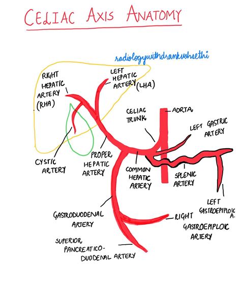Celiac Axis Anatomy