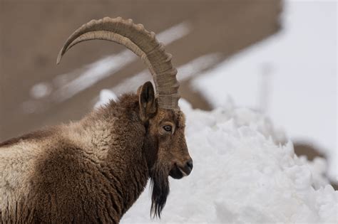 Wildlife in Himalayas - Manish Lakhani