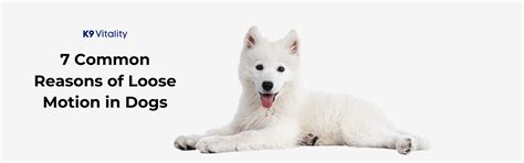 7 Common Reasons of Loose Motion in Dogs – K9 Vitality