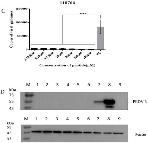 Virtual Screening-Based Peptides Targeting Spike Protein to Inhibit ...