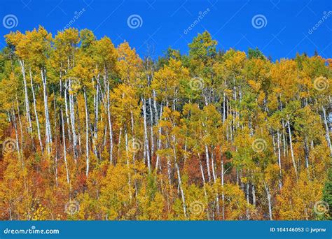 Ridge of Aspen Trees Display Fall Colors in Colorado Stock Image ...