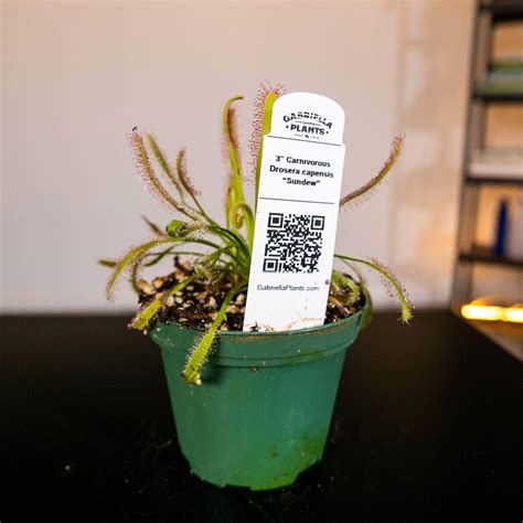 Carnivorous Drosera capensis “Sundew” - Gabriella Plants
