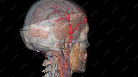Premium Photo | The superficial temporal artery is a terminal branch of the external carotid artery
