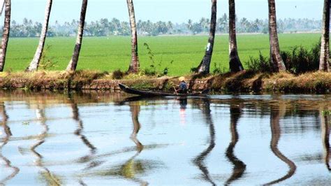 Rs 140 crore for development of Kuttanad; Rs 54 crore to increase paddy ...