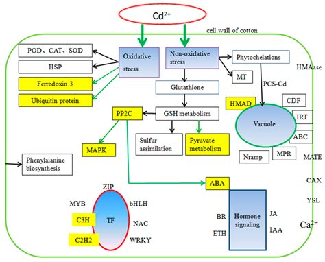 Transcriptome Analysis Reveals Cotton (Gossypium hirsutum) Genes That ...