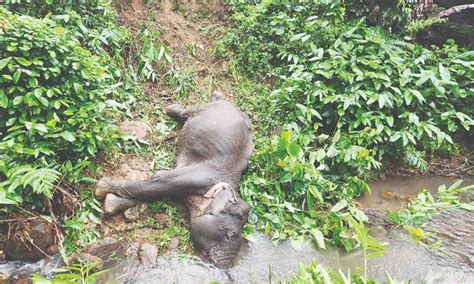 Elephant carcass found in Kumari, forest officials suspect accidental death