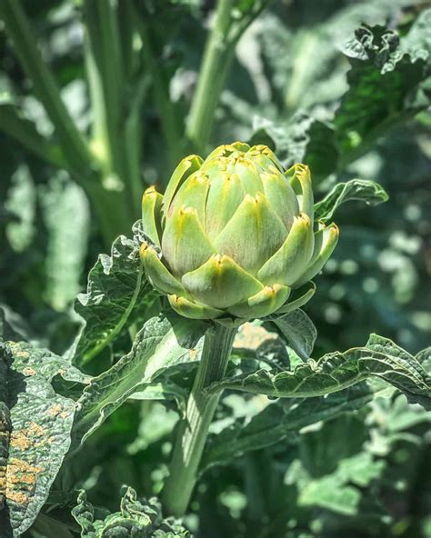 How to Grow an Artichoke Plant: Edible and Beautiful