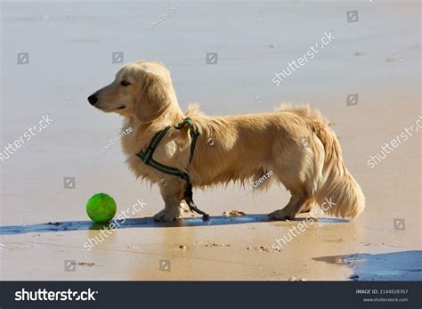 Long Haired Dachshund Blonde