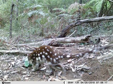 Spot-tailed Quoll habitat being logged! Take Action! - Friends of the Earth Melbourne