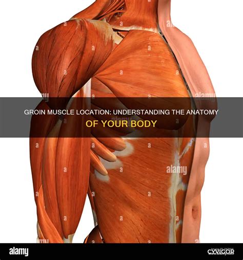Groin Muscle Location: Understanding The Anatomy Of Your Body | CyVigor