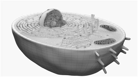 Animal Cell Structure - 3D Model by esfey