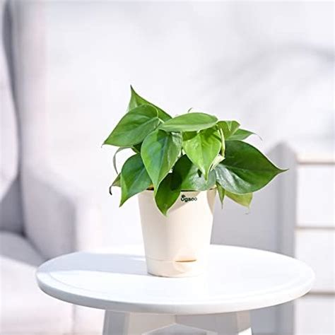 UGAOO Philodendron Micans Oxycardium Black Plant with Self Watering Pot ...
