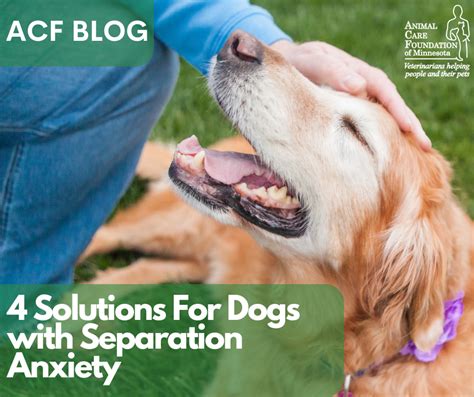 Image result for How to Help Dogs with Separation Anxiety