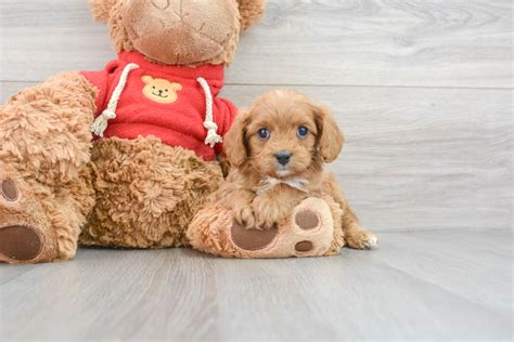 Newborn Cavapoo 的图像结果