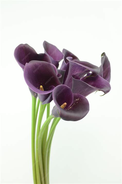 Purple Calla Lily Border