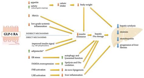 GLP-1 Receptor Agonists in Non-Alcoholic Fatty Liver Disease: Current ...