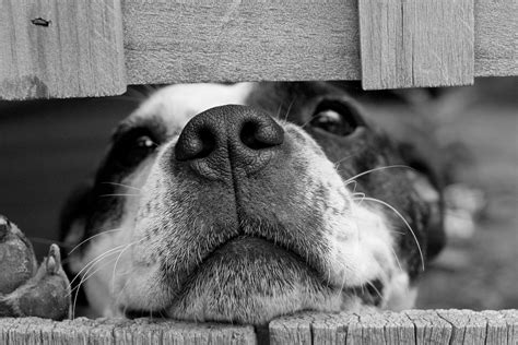How To Prevent And Treat Dog Kennel Cough - Dogly Mail