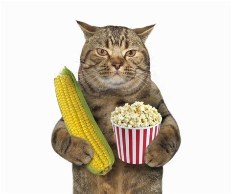 what house plants can cats eat