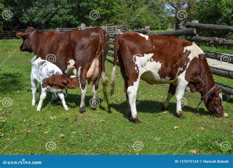 Milking Shorthorn Calf Nursing from Mom and Dad Stock Photo - Image of ...