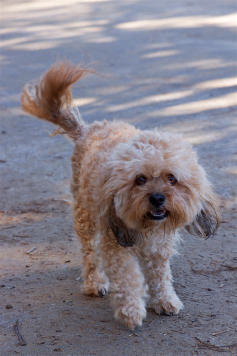 Bichon Poodle Personality