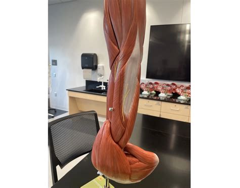 Image result for Human Arm Muscle Model