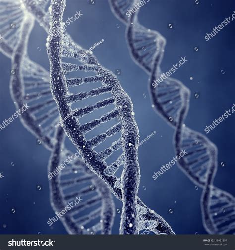 DNA 的图像结果