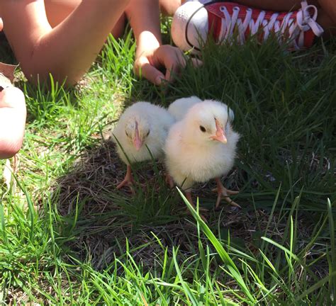 Spring Chickens 11 的图像结果